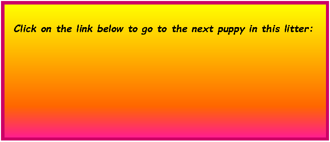 Text Box:  Click on the link below to go to the next puppy in this litter:        	        