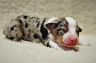 blue eyed harlequin red merle miniature australian shepherd
Tonka's Lil Bita Pairadice @ Ghost Eye Mini Aussies