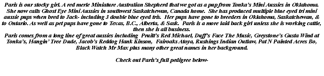 Text Box: Paris is our stocky girl. A red merle Miniature Australian Shepherd that we got as a pup from Tonka�s Mini Aussies in Oklahoma. She now calls Ghost Eye Mini Aussies in southwest Saskatchewan, Canada home.  She has produced multiple blue eyed tri mini aussie pups when bred to Jack- including 3 double blue eyed tris.  Her pups have gone to breeders in Oklahoma, Saskatchewan, & to Ontario. As well as pet pups have gone to Texas, B.C., Alberta, & Sask.  Paris is a more laid back girl unless she is working cattle, then she is all business.Paris comes from a long line of great aussies including  Pruitt�s Red Michael, Duff�s Face The Music, Greystone�s Gusta Wind at Tonka�s, Hangin� Tree Dude, Jacob�s Reddog Hank Kinson,  Fairoaks Atoya, Rushings Indian Outlaw, Pat N Painted Acres Bo, Black Watch Mr Max plus many other great names in her background.Check out Paris�s full pedigree below-