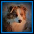 Wild Honey Ghost Eye's Red Hoss- double blue eyed red tri Toy Aussie- bet aussie lines- Ghost Eye Mini Aussies- packetranch.com- Sask., Canada