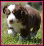 Blue eyed red tri miniature australian shepherd female pup for sale- bet lines- Ghost Eye Mini Aussies- packetranch.com- Sask., Canada
