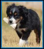 Blue eyed black tri miniature australian shepherd male pup for sale- bet lines- Ghost Eye Mini Aussies- packetranch.com- Sask., Canada