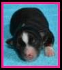 blue eyed black tri toy/miniature australian shepherd pup- bet lines - Ghost Eye Mini Aussies- packetranch.com- Sask., Canada