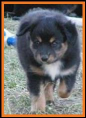 past pup black tri pic 24