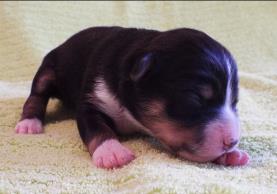 Back to Mini Aussies Male page