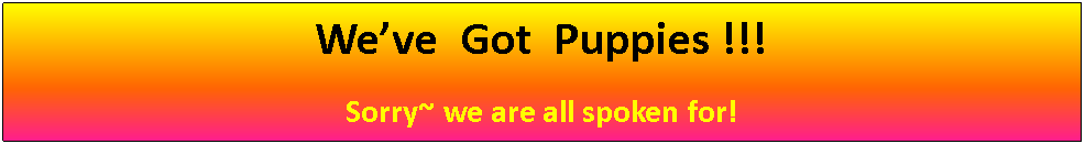 Text Box: We’ve  Got  Puppies !!!Sorry~ we are all spoken for!