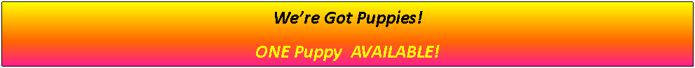 Text Box: We’re Got Puppies!ONE Puppy  AVAILABLE!
