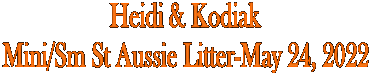 Heidi & Kodiak
Mini/Sm St Aussie Litter-May 24, 2022