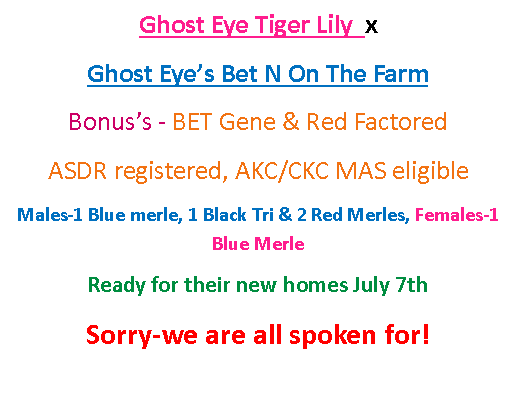 Text Box: Ghost Eye Tiger Lily  x  Ghost Eye’s Bet N On The FarmBonus’s - BET Gene & Red FactoredASDR registered, AKC/CKC MAS eligibleMales-1 Blue merle, 1 Black Tri & 2 Red Merles, Females-1 Blue MerleReady for their new homes July 7thSorry-we are all spoken for!