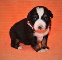 black tri miniature australian shepherd-6 weeks