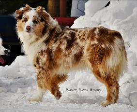 May be an image of dog, outdoors and text that says 'PACKET RANCH AUSSIES'