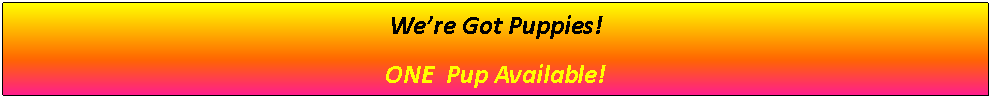 Text Box: We’re Got Puppies!ONE  Pup Available!