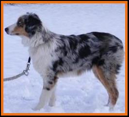 blue eyed blue merle mini aussie
Rimfire Katy-Ghost Eye Mini Aussies