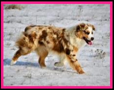 Ghost Eye Sedona Sunset - blue eyed red merle  Australian Shepherd of the mini aussie size- bet aussie lines- Ghost Eye Mini Aussies- Sask., Canada