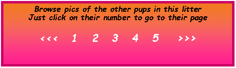 Text Box: Browse pics of the other pups in this litterJust click on their number to go to their page<<<   1   2   3   4   5    >>>