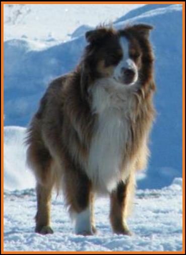Schaffert Ghost Eye Wil-Winter 2012
blue eyed tri mini aussie